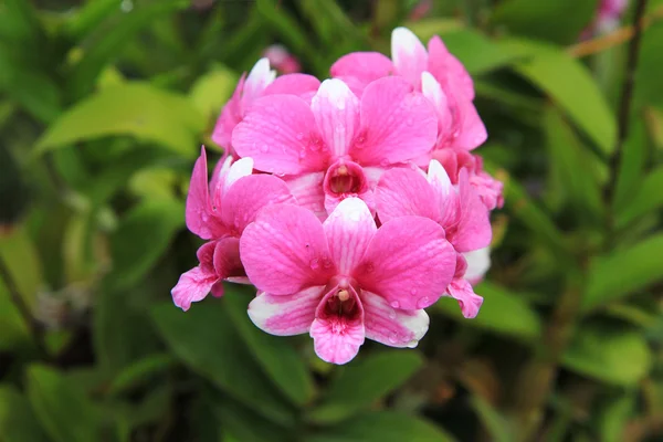 Orquídea tropical — Fotografia de Stock