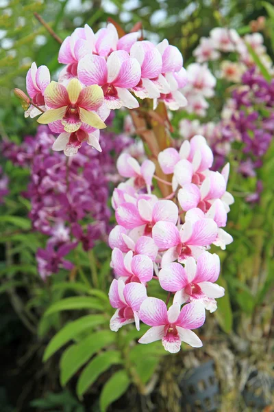 Tropické orchideje — Stock fotografie