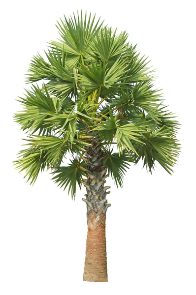 Suiker palmboom geïsoleerd op witte achtergrond — Stockfoto