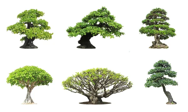 Beyaz arka plan üzerinde izole banyan veya ficus bonsai ağacı topluluğu