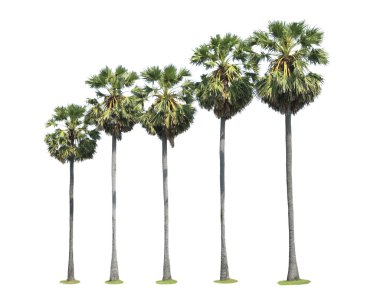 Sugar palm ağaçlar