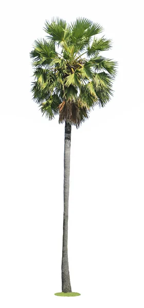 Palmier à sucre — Photo