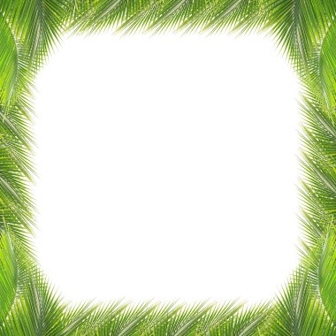 Yeşil Hindistan cevizi yaprakları çerçeve