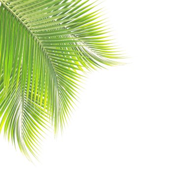 Beyaz zemin üzerine yeşil Hindistan cevizi yaprağı