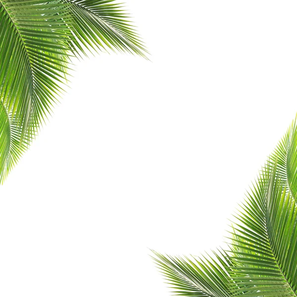 Zelený kokos listí rám — Stock fotografie