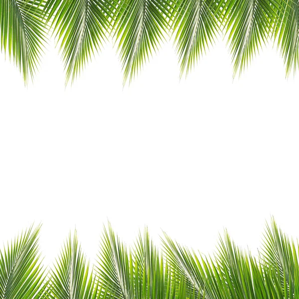 Green coconut leaves frame — Stock Photo, Image