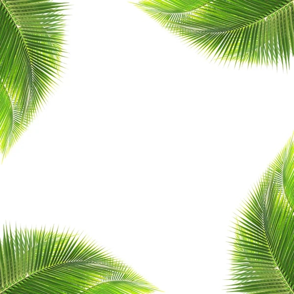 Green coconut leaves frame — Stock Photo, Image