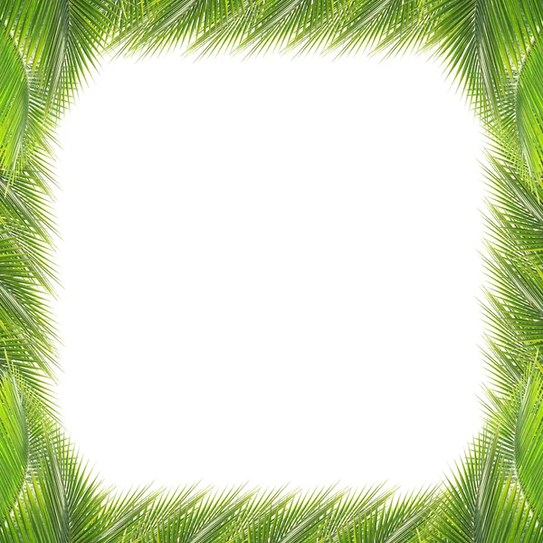 Φύλλα πράσινο καρύδας πλαίσιο — Φωτογραφία Αρχείου