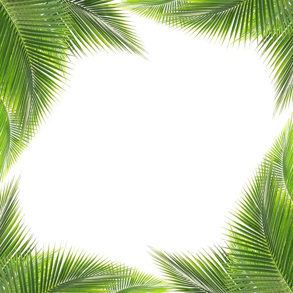 Green coconut leaves frame — Stock Photo, Image