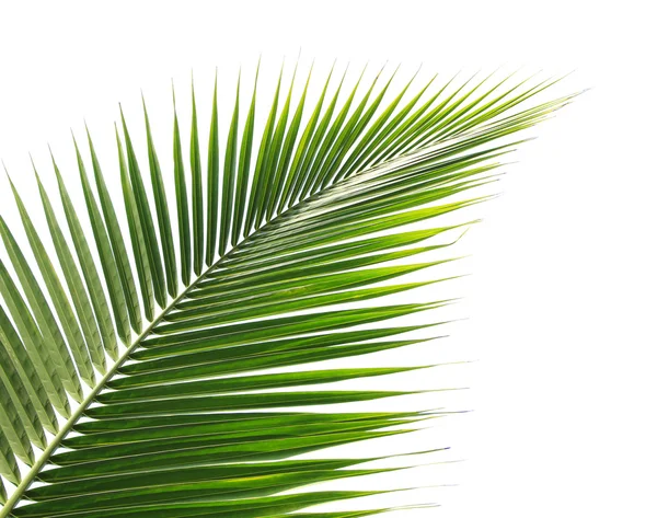 흰 배경에 분리되어 있는 푸른 코코넛 잎 — 스톡 사진
