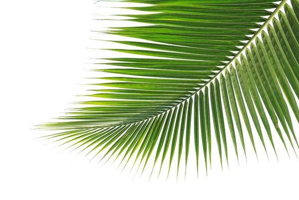 Folha de coco verde no fundo branco — Fotografia de Stock