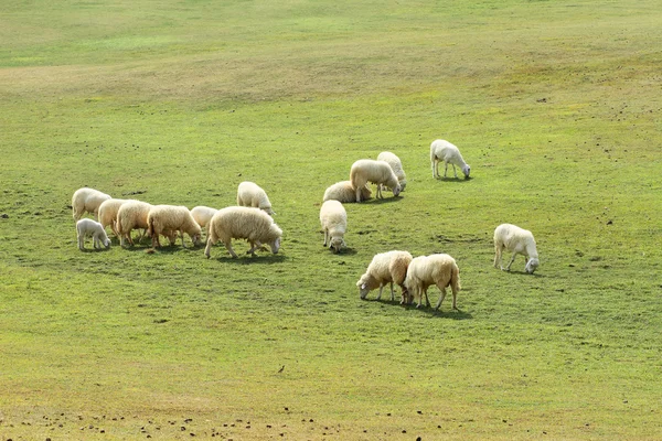 Flock of sheep in green meadow — Stock Photo, Image