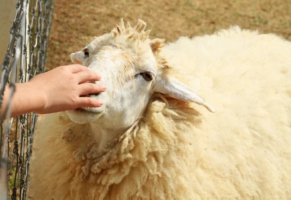 Children hand stroking sheep's head — Stock Photo, Image