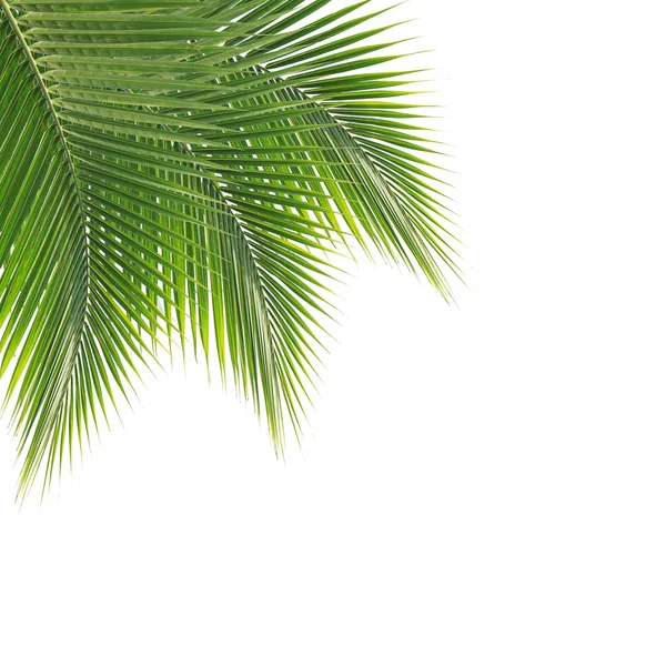 Folha de coco verde no fundo branco — Fotografia de Stock