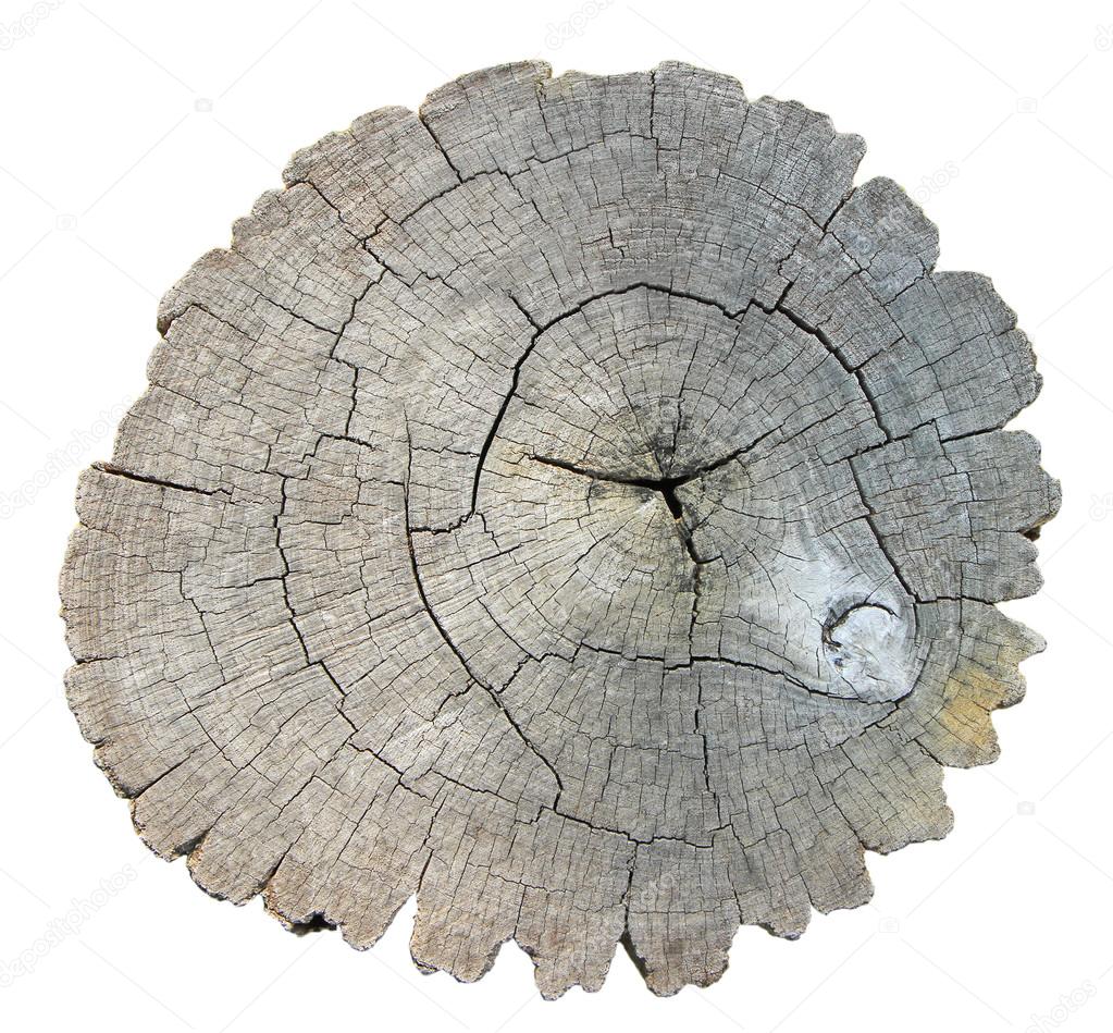 Top view of aged tree stump isolated