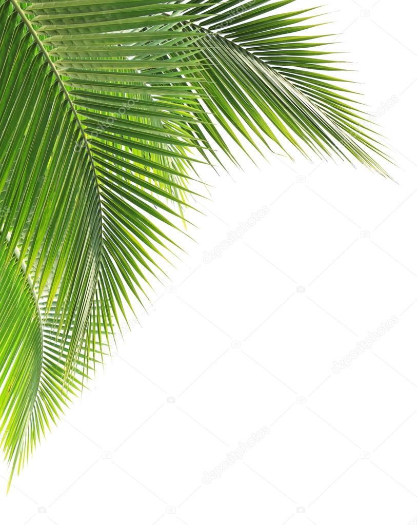 Green coconut leaf on white background ⬇ Stock Photo, Image by