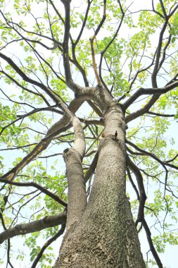 Yeşil yapraklı ağaç gövdesi