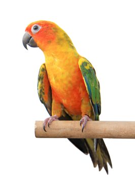 Beyaz arka plan üzerinde izole Amerika papağanı