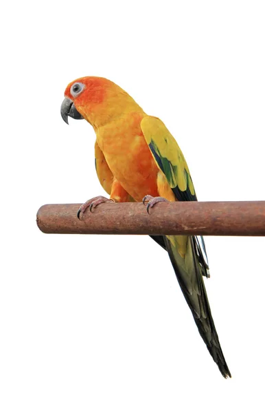 Beyaz arka plan üzerinde izole Amerika papağanı — Stok fotoğraf