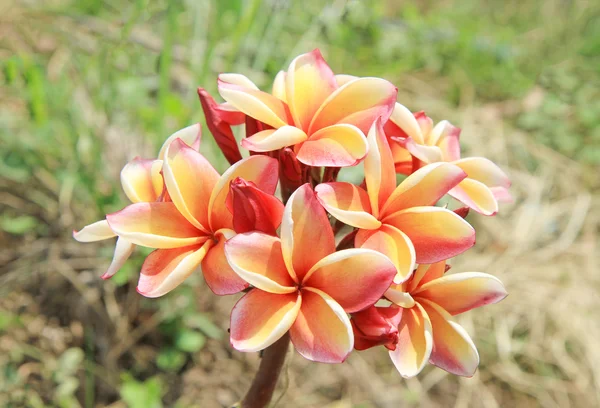 Orange plumeria blommor — Stockfoto