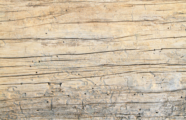 Traces of termites on old wood