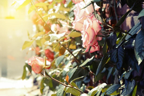 Foto vintage de jardim de rosas — Fotografia de Stock