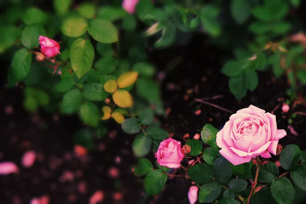 Foto vintage de jardín de rosas —  Fotos de Stock