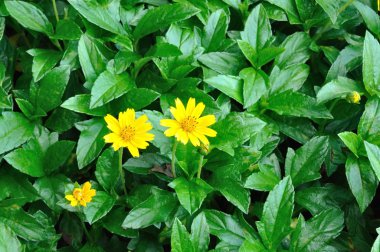 Melampodium divaricatum çiçek