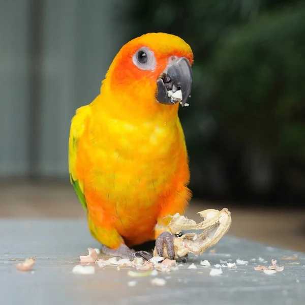 Kolorowe Parakeet rdzawoszyja — Zdjęcie stockowe