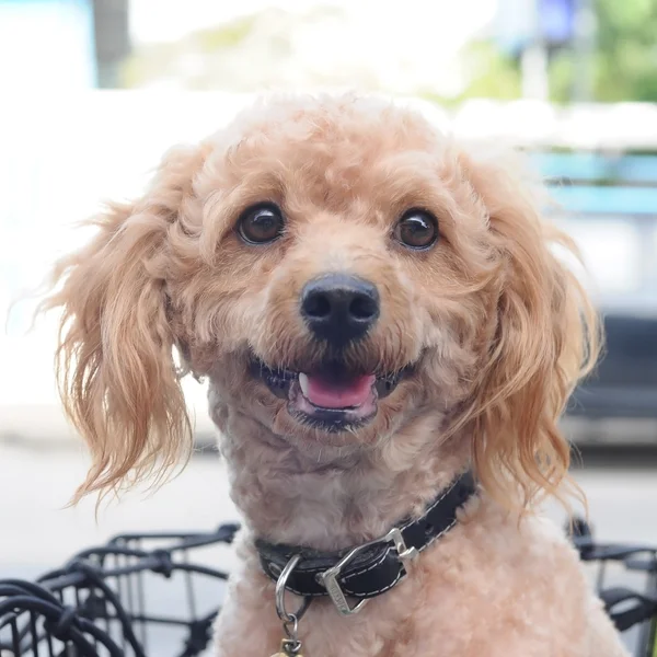 Light brown poodle in basket — Stock Photo, Image