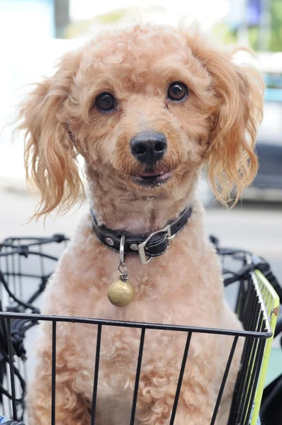 Light brown poodle in basket — Stock Photo, Image