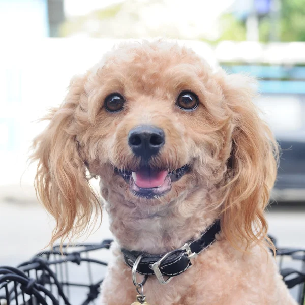 Light brown poodle in basket — Stock Photo, Image