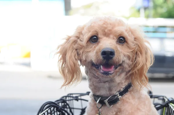 Caniche marrón claro en cesta — Foto de Stock