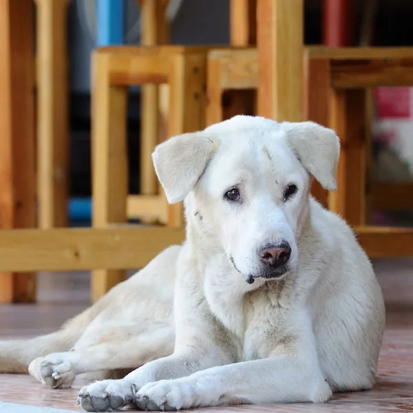 Övergivna hemlösa herrelös hund — Stockfoto