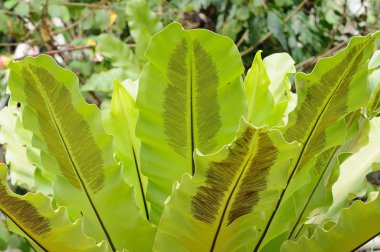 Büyük yeşil yapraklı çalı