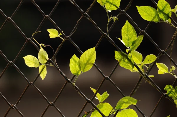 Zelené listy visí — Stock fotografie