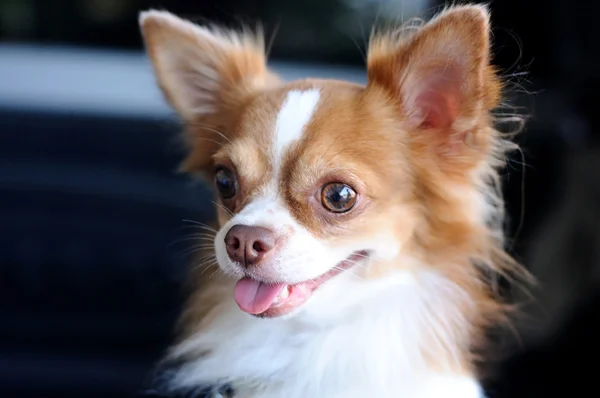 Schattig chihuahua portret — Stockfoto