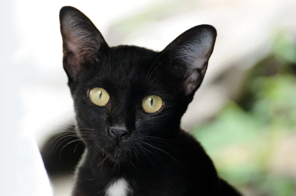 Portret Zwart Kat Outdoor — Stockfoto