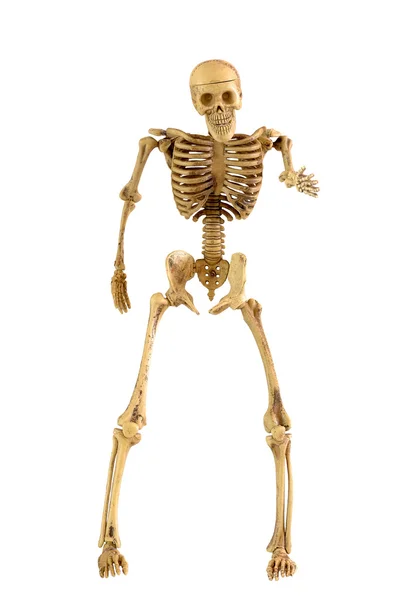 Osso scheletro umano in piedi — Foto Stock
