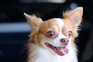 şirin chihuahua portre 