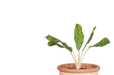 Beyaz arkaplanda izole edilmiş Bitki türleri.