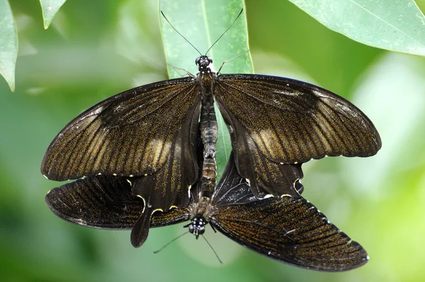 Vlinders Reproduceren Het Park — Stockfoto