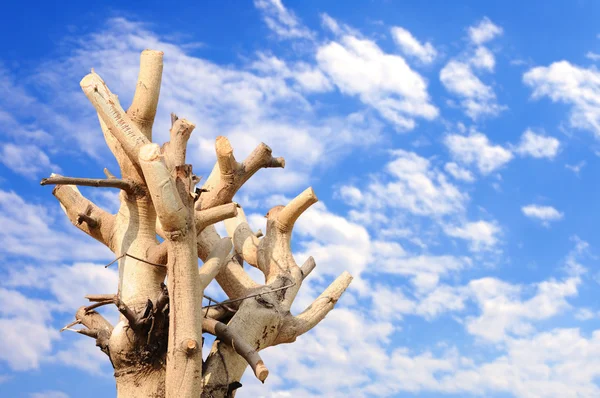 Rami Albero Tagliati Con Cielo Blu — Foto Stock