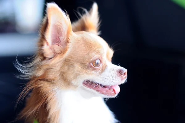 Schattig chihuahua portret — Stockfoto