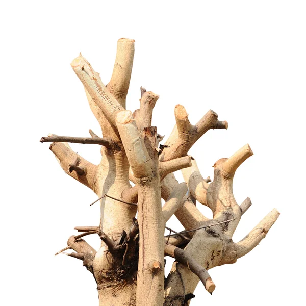Гілки Дерев Оброблені Ізольовані Білому Тлі — стокове фото
