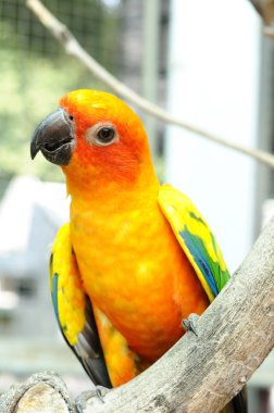 Dalda asılı Conure kuş.
