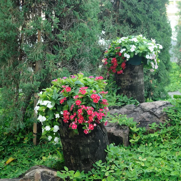 Flores rojas y blancas — Foto de Stock