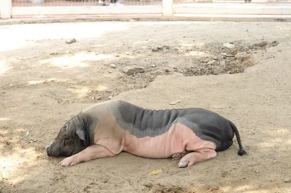 Einzelne Mikroschweine Schlafen Auf Dem Boden — Stockfoto