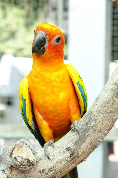 Conure bird hanging on branch. — Stock Photo, Image