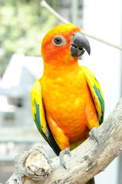 Conure pták visí na větvi. — Stock fotografie